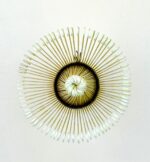 MATCHA ÇIRPMA FIRÇASI - Görsel 2